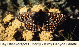 Bay Checkerspot Butterfly - Kirby Canyon Landfill
