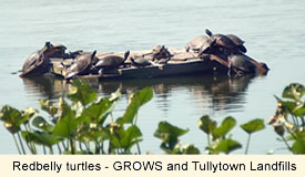 turtles