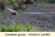 Canadian goos - Hillsboro Landfill