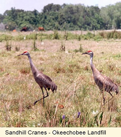 Sandhill Cranes - Okeechobee Landfill