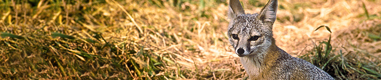 Environmental Stewardship