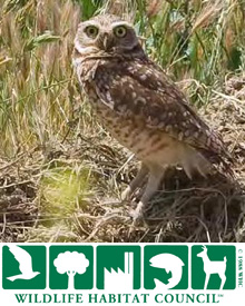owl2