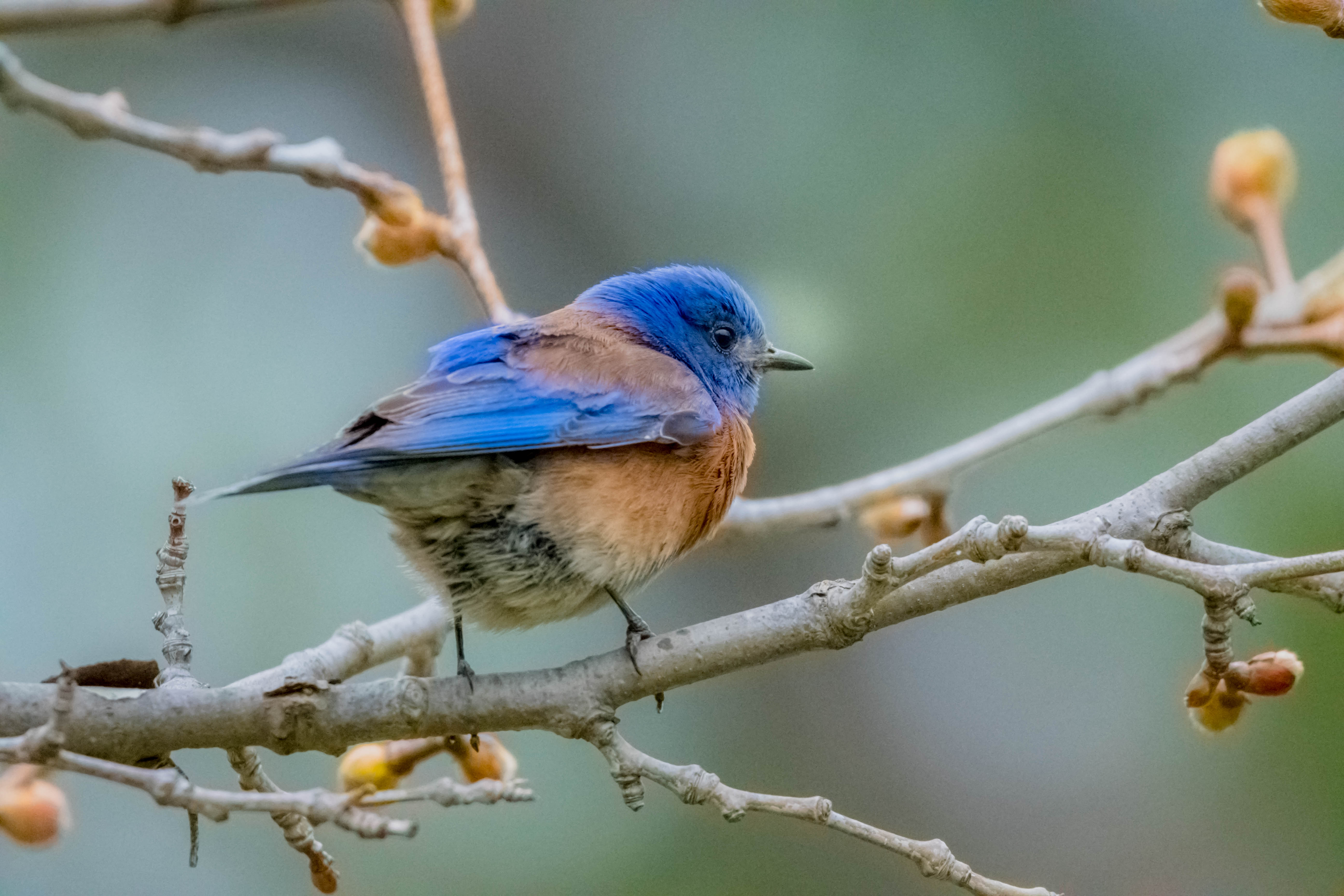 Western_Bluebird