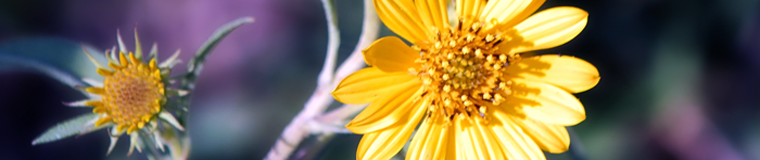 Close up of a sunflower among other flowers