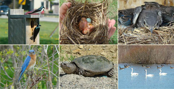 wild life habitat