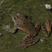 frog img