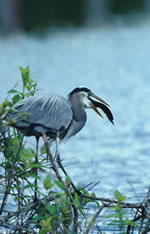 Blueheron