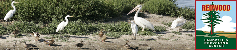 Environmental Stewardship
