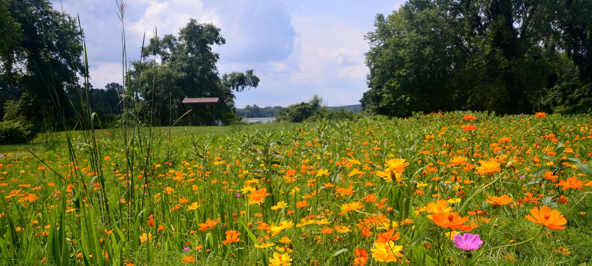 Environmental Stewardship
