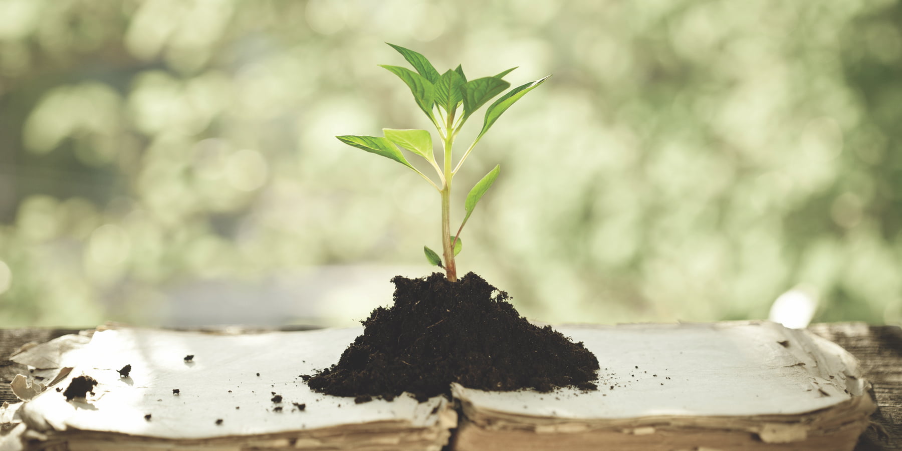 WM Premium Compost