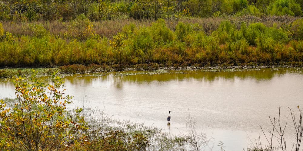 Enviromental Stewardship