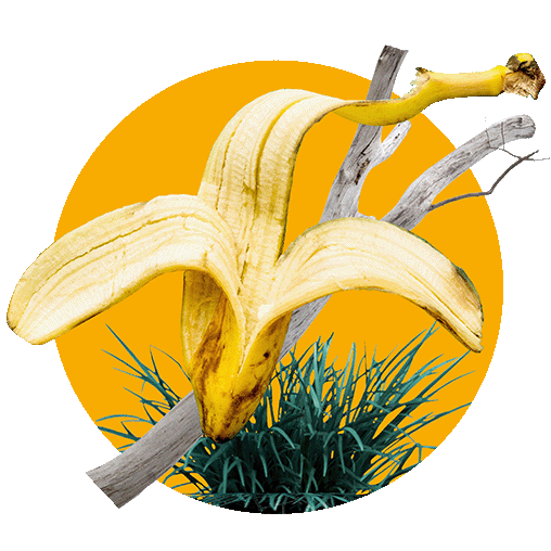 Banana peel and yard waste on dark yellow background